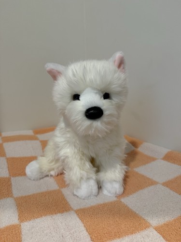 New walt westie puppy - walt, white