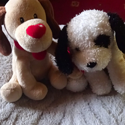 Cuddle crew casanova - crew, dog
